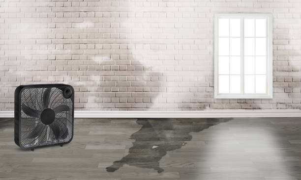 Best Basement water damage restoration  in Goshen, CA